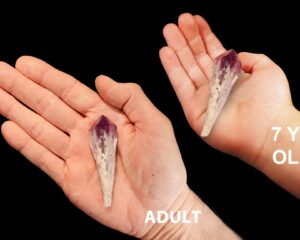 AMETHYST Crystal 3" Dragon Tooth Tower Raw Rock Mineral Crown Chakra Crystal Wand Stone Natural Specimen Reiki