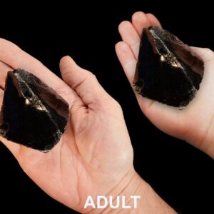 BLACK OBSIDIAN 3" 4-7 Oz Extra Large Rough Rock Mineral Raw Root Chakra Crystal Stone Natural Volcanic Glass Specimen