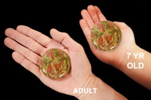 UNAKITE JASPER Palm Stone 2 1/2" Massage Polished Rock Mineral Heart Chakra Crystal   Stone Natural Specimen Reiki