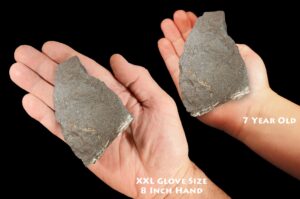 MAGNETITE PYRITE 3 1/2" 13-15 Oz Healers Gold Top Grade Rough Rock Mineral Root Chakra Crystal Stone Natural Reiki