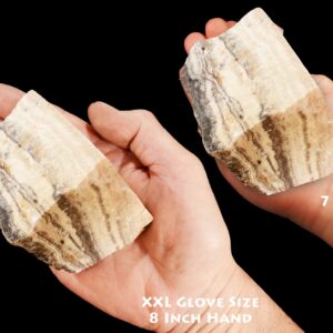TRAVERTINE 3 1/2" 1 Lb to 1 1/2 Lb Tan Cream Root Chakra Large Raw Rock Mineral Specimen Crystal Chakra Stone Reiki