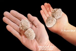 SELENITE ROSE 1 1/2" 2 Pieces Raw Rock Mineral Crown Chakra Crystal Stone Raw Reiki Stone Mineral Specimen