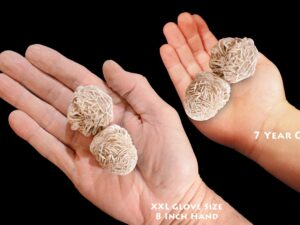 SELENITE ROSE 1 1/2" 2 Pieces Raw Rock Mineral Crown Chakra Crystal Stone Raw Reiki Stone Mineral Specimen