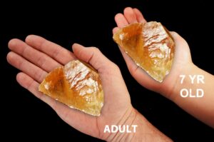 AMBER CALCITE 3" 8-12 Oz Crystal Large Raw Rock Mineral Sacral Chakra Crystal Stone Natural Specimen