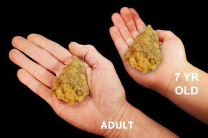 YELLOW OCEAN JASPER 2" 2-3 Oz Rock Mineral Solar Plexus Chakra Raw Crystal Stone Natural Specimen
