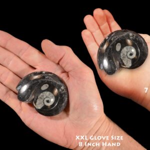 GONIATITE FOSSIL 2 1/2" 3-4 Oz Polished Rock Mineral Root Chakra Crystal Stone Natural Specimen Reiki