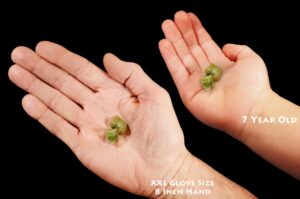 PERIDOT Crystal 3/4" 2 Pieces Top Grade Pakistan Rock Mineral Heart Chakra Crystal Stone Natural Specimen Reiki