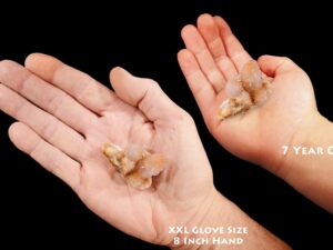 AMETRINE Spirit Cactus Quartz 1 3/4" Amethyst Citrine Crystal Cluster Raw Rock Mineral Crown Chakra Reiki Stone Natural Specimen