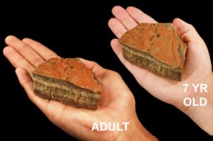 BROWN TIGERS EYE 3" 8-12 Oz Large Raw Rock Mineral Solar Plexus Chakra Crystal Stone Natural Mineral Specimen