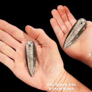 ORTHOCERAS FOSSIL 2" Drilled Hole for Jewelry Crafts Polished Rock Mineral Root Chakra Metaphysical Reiki Stone