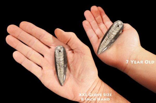 ORTHOCERAS FOSSIL 2" Drilled Hole for Jewelry Crafts Polished Rock Mineral Root Chakra Metaphysical Reiki Stone