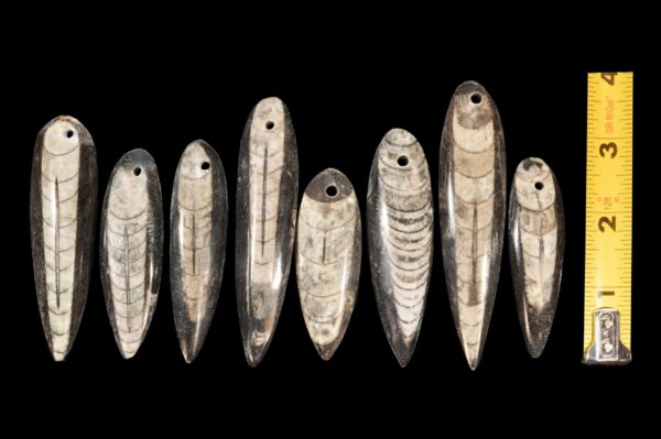 ORTHOCERAS FOSSIL 2" Drilled Hole for Jewelry Crafts Polished Rock Mineral Root Chakra Metaphysical Reiki Stone - Image 3