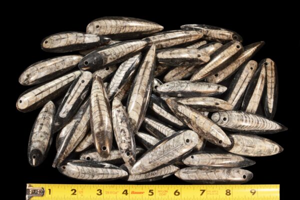 ORTHOCERAS FOSSIL 2" Drilled Hole for Jewelry Crafts Polished Rock Mineral Root Chakra Metaphysical Reiki Stone - Image 4