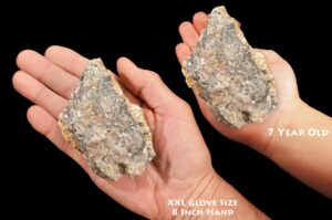 TURRITELLA FOSSIL Agate 3 1/2" 8-12 Oz Green River Formation Mollusk Rock Mineral Specimen Third Eye Chakra Crystal Reiki Stone
