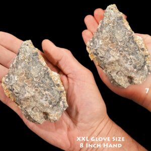 TURRITELLA FOSSIL Agate 3 1/2" 8-12 Oz Green River Formation Mollusk Rock Mineral Specimen Third Eye Chakra Crystal Reiki Stone