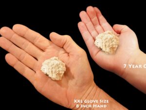 ALBITE on MICROCLINE 1 3/4" 1-2 Oz Raw Rock Mineral Specimen Crown Chakra Stone