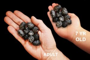 APACHE TEAR 1" Set of 10 Pieces Raw Rock Mineral Root Chakra Crystal Stone Raw Natural Mineral Specimen Reiki