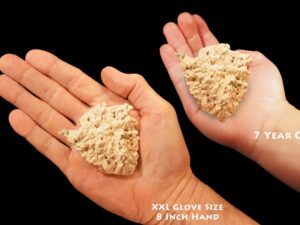 ALBITE on MICROCLINE 3" 4-7 Oz Raw Rock Mineral Specimen Crown Chakra Stone