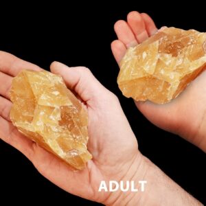 AMBER CALCITE 2 1/2" 4-7 Oz Crystal Raw Rock Mineral Sacral Chakra Crystal Stone Natural Rough Specimen