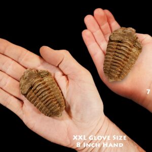 TRILOBITE FOSSIL 2 1/2" 3-5 Oz Morocco Rock Mineral Root Chakra Crystal Stone Natural Specimen Reiki