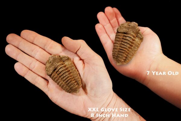 TRILOBITE FOSSIL 2 1/2" 3-5 Oz Morocco Rock Mineral Root Chakra Crystal Stone Natural Specimen Reiki