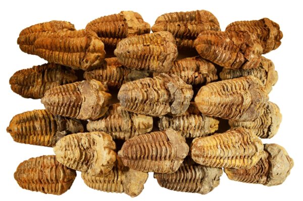 TRILOBITE FOSSIL 2 1/2" 3-5 Oz Morocco Rock Mineral Root Chakra Crystal Stone Natural Specimen Reiki - Image 3