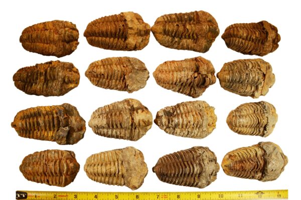 TRILOBITE FOSSIL 2 1/2" 3-5 Oz Morocco Rock Mineral Root Chakra Crystal Stone Natural Specimen Reiki - Image 4