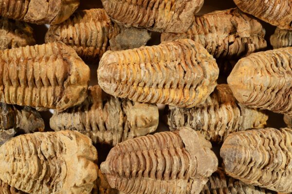 TRILOBITE FOSSIL 2 1/2" 3-5 Oz Morocco Rock Mineral Root Chakra Crystal Stone Natural Specimen Reiki - Image 2