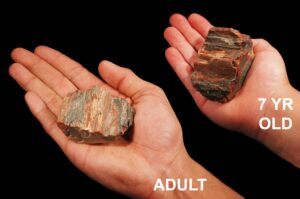 PETRIFIED WOOD 3" 4-7 Oz Madagascar Large Raw Rock Mineral Root Chakra Crystal Stone Natural Specimen Reiki