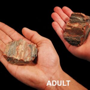 PETRIFIED WOOD 3" 4-7 Oz Madagascar Large Raw Rock Mineral Root Chakra Crystal Stone Natural Specimen Reiki