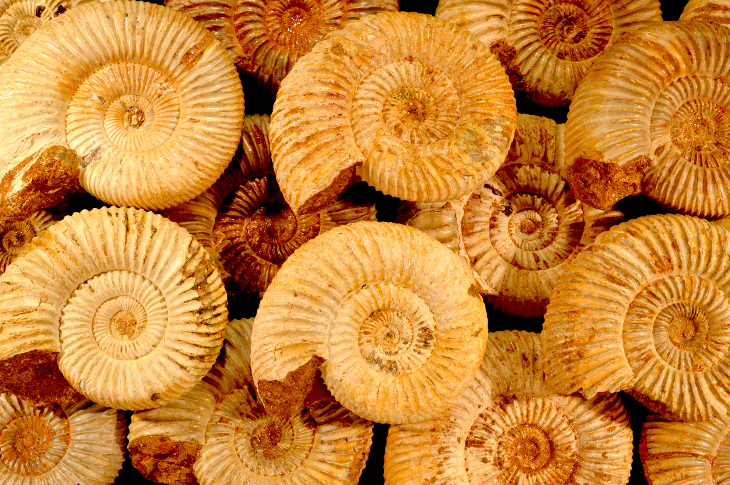 Ammonite Fossil 2 3/4" 2-4 Oz Madagascar Perisphinctes Cephalopod Rock Specimen - Image 2