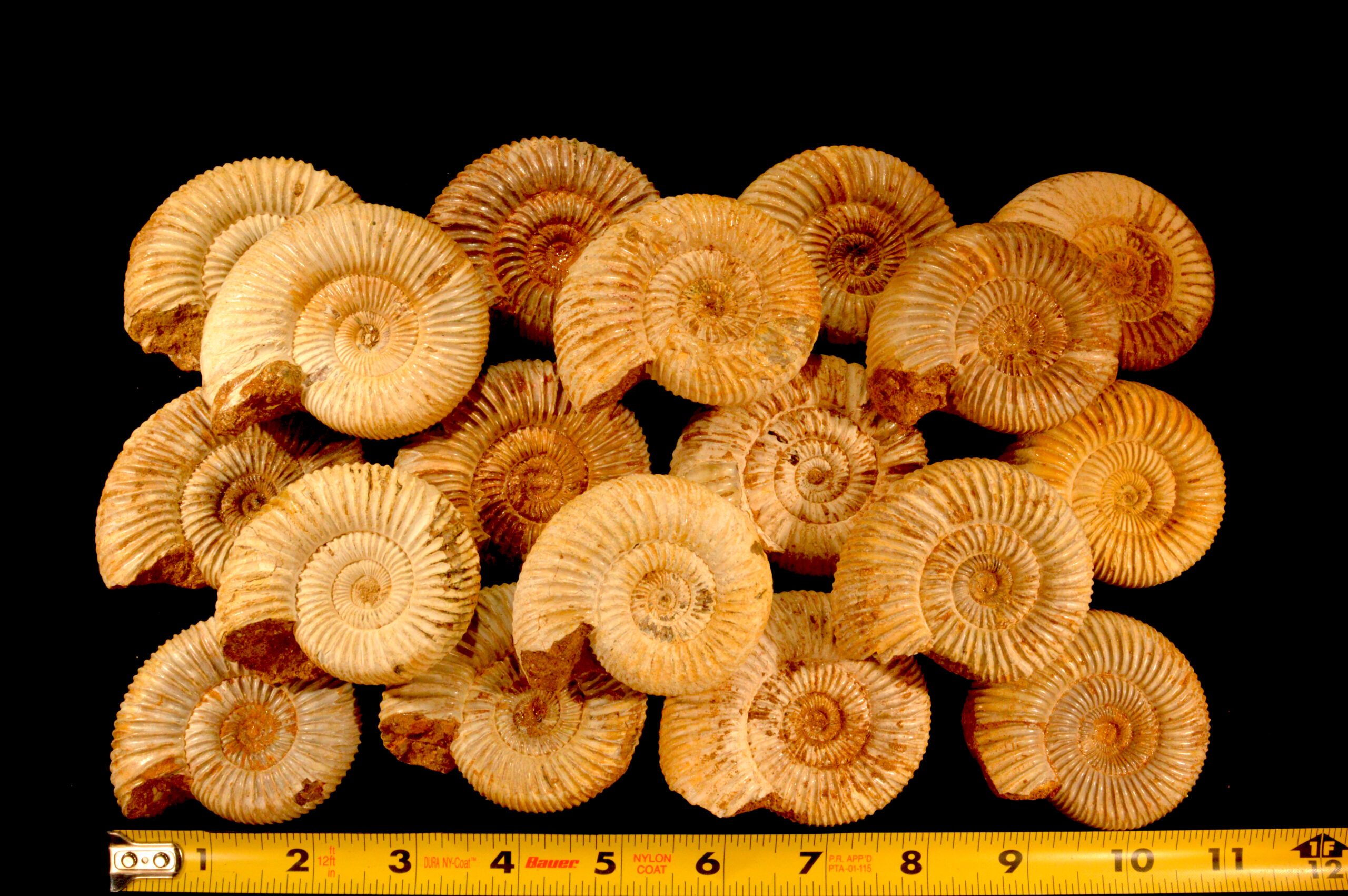 Ammonite Fossil 2 3/4" 2-4 Oz Madagascar Perisphinctes Cephalopod Rock Specimen - Image 3